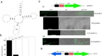 Novel tRNA Mechanism Enhances Antibiotic Synthesis in Streptomyces Bacteria