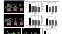 Unlocking Faster Fruit Production: How FT Gene Research Shortens Citrus Juvenile Period for Enhanced Food Security