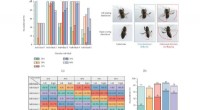 Verification of Honeybee Steering Flight via Unilateral Optic Lobe Electrical Stimulation