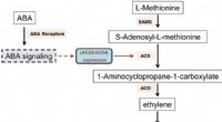 Breakthrough Study Uncovers ABA-Ethylene Crosstalk in Tomato Fruit Ripening