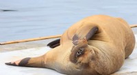 Norway Euthanizes Freya the Walrus After Oslo Fjord Crowds Pose Safety Threat