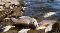 Oder River Disaster: Suspected Chemical Dump Causes Massive Fish Kill on German-Polish Border