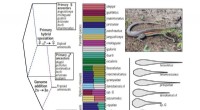 Predictable Hybridization Patterns in Whiptail Lizard Evolution Revealed by Network Analysis