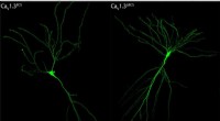 Loss of RNA Editing in Caᵥ1.3 Channel Boosts Spatial Memory but at a Cost