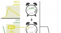 BES1 Repression of LHY Rearranges the Circadian Clock to Induce Plant Cell Differentiation
