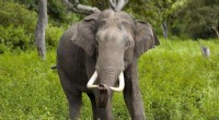 Study Reveals Twitter s Elephant Focus Misaligns with Critical Conservation Threats