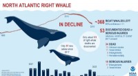 Soviet Whaling s Hidden Impact: Covert Scientific Tracking of Whale Decline