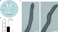 Root-Derived Volatiles from C. metuliferus Inhibit Root-Knot Nematode Parasitic Behavior