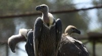 Mass Poisoning Kills 150+ Critically Endangered Vultures in Botswana and South Africa