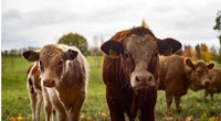 Australia Must Strengthen Neighbors  Biosecurity to Prevent Foot-and-Mouth Disease Outbreak