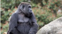Zoo Atlanta Gorillas Develop Novel Call to Communicate with Human Handlers