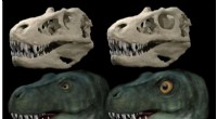 Dinosaurs Evolved Unique Eye Sockets to Support Stronger Bites, Study Reveals