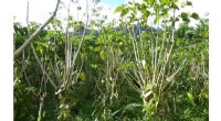 Study Reveals Vanilla Farming on Fallow Land in Madagascar Boosts Biodiversity