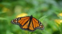 South Florida s Monarch Butterflies: A Non-Migratory Success Story