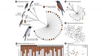 Masked and White-browed Woodswallows: Genetic Similarity Defies Plumage-Based Species Classification