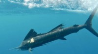 Scientists Deploy First-of-its-Kind Sensors for Comprehensive Billfish Tracking Study