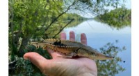 Lake Sturgeon Spawning in Coosa River for First Time Since 1970s Extinction