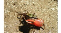 Fiddler Crabs Enhance Mangrove Health by Distributing Beneficial Bacteria
