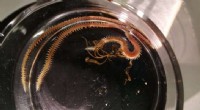 Sustainable Feed Innovation: Norwegian Salmon Farming Adopts Locally Sourced Ragworms