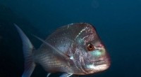 Genomic Study Reveals Three Distinct Oceanic Snapper Populations in Australian Waters