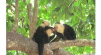 Study: Female Capuchin Monkeys with Strong Female Friendships Live Longer