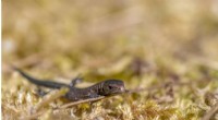 Climate Warming Linked to Shorter Telomeres and Reduced Lifespan in Lizards, Study Shows