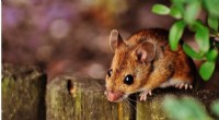 UNSW Sydney s Nature Study Reveals Transposable Element s Role in Boosting Mouse Virus Immunity