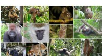 Research Confirms Indigenous Land Protection Enhances Nonhuman Primate Biodiversity