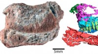 Neutron Imaging Reveals 220-Million-Year-Old Mammalian Ancestor