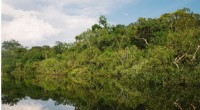 Phosphorus Deficiency Limits Amazon Rainforest Growth Amid Rising CO2 Levels