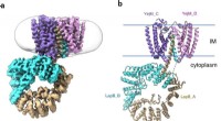 CryoEM Structure Unveils YejM/LapB Complex as Key Target for Overcoming Bacterial Protective Barriers