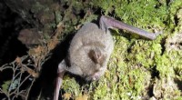 Department of Conservation Study Confirms Cat Predation on New Zealand s Critically Endangered Bats