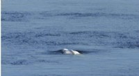 Beluga Whale Strayed into Seine River Euthanized During Rescue Operation