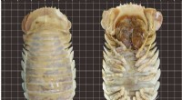 New Giant Deep-Sea Isopod Species Bathynomus yucatanensis Discovered in Gulf of Mexico