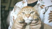 Study Finds Veteran Cat Owners May Stress Pets with Misguided Affection