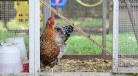 Australian Study: Backyard Chicken Eggs Contain 40 Times More Lead Than Commercial Eggs