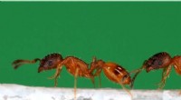 Robotic Ant Mimicry Uncovers How Ants Teach Nest Locations
