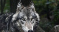Scientists Propose Rewilding Western U.S. Federal Lands with Wolves and Beavers