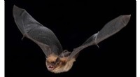 Study Reveals Hibernation Slows Biological Aging in Bats, Extending Lifespan
