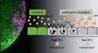 How Morphogens Control Tissue Patterning in Heart Development: Wnt Signaling Mechanisms