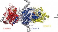 Rice University Scientists Model Helicase Protein Dynamics in DNA Replication