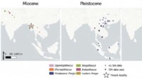 Orangutans and Extinct Ancestors: Shared Dependence on Intact Rainforests