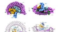 Cryo-EM Structure of Human IGF1/IGFBP3/ALS Ternary Complex Revealed