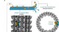 Cryo-EM Structures Reveal CaKip3 Motor Protein s Mechanisms in Microtubule Regulation and Cellular Morphology