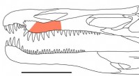 Spinosaurids  Rapid Tooth Replacement Explains Fossil Abundance in Cretaceous Sites