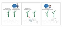 Strigolactones: Molecular Drivers of Underground Plant Communication