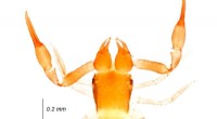 Uncovering the Evolutionary Origins of Pseudoscorpions in the Western Ghats, India