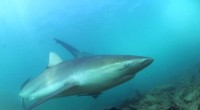 Mediterranean Protected Areas Fail to Shield Endangered Sharks and Rays, Study Finds