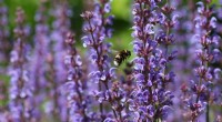 University of Sussex Online Database: Your Guide to Pollinator-Friendly Planting