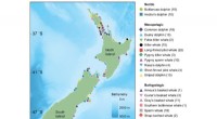 Stable Isotope Analysis Uncovers Coexistence Strategies in New Zealand s Toothed Whales and Dolphins